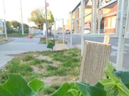 На улице Шмидта города Ейска высадили павловнии