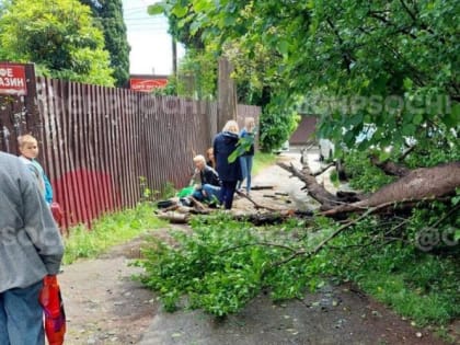 В Сочи из-за сильного ветра на женщину упало дерево ВИДЕО