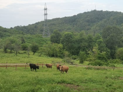 Контроль за выгулом животных в Сочи
