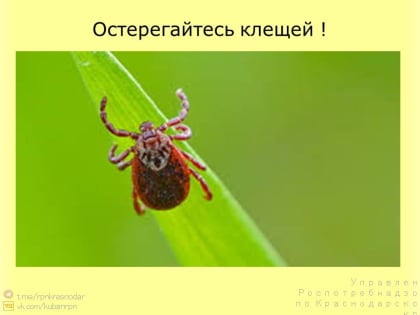 35 жителей Армавира обратились в больницу из-за укусов клещей