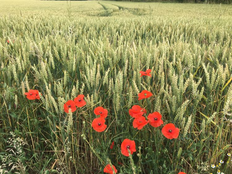 Coquelicots,  suisse normande
