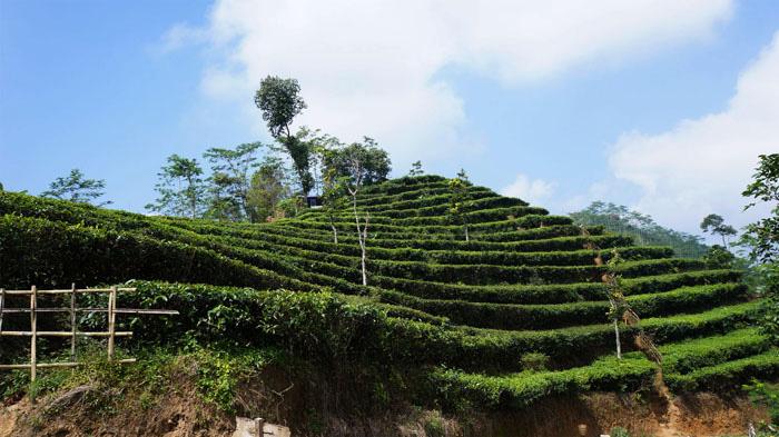 Hamparan Kebun Teh Nglinggo di Kulon Progo