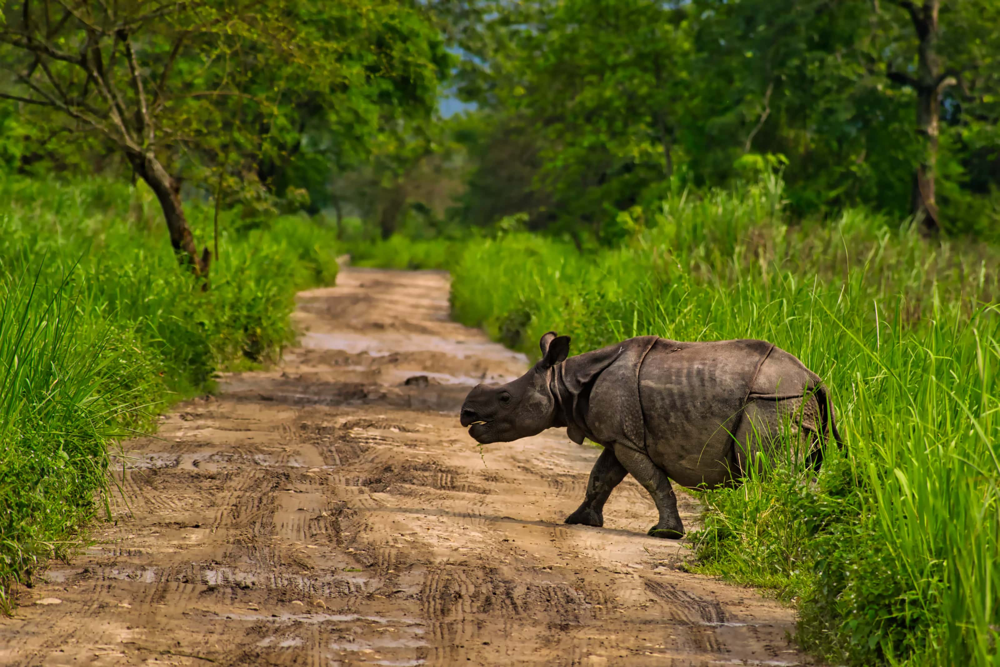 Charismatic Assam And Meghalaya