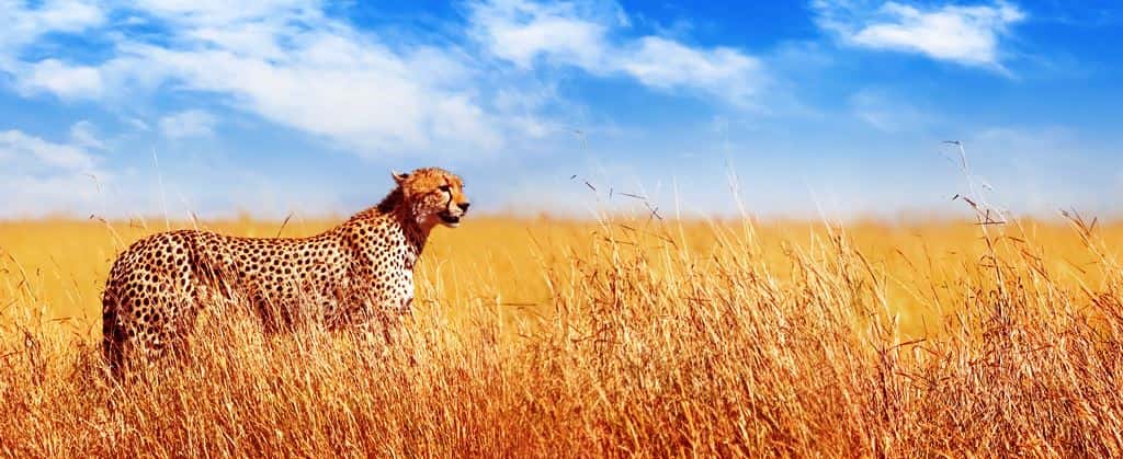 Wild Tanzania - Summer 2026