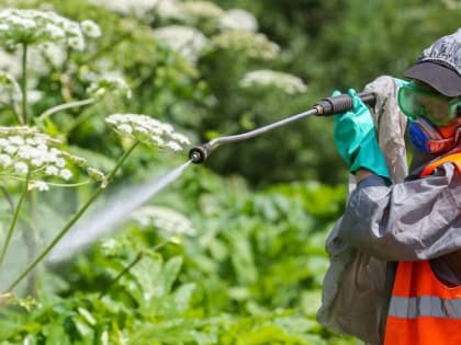 В Зарайске продолжают бороться с борщевиком Сосновского