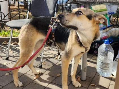 Благотворительная выставка кошек в Звенигороде привлекла множество участников