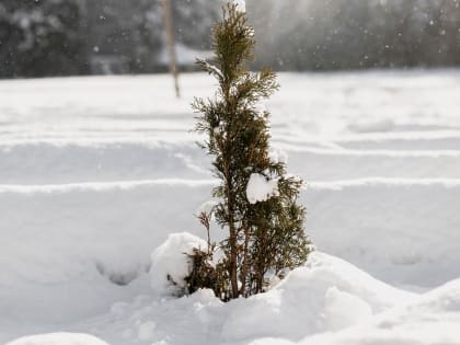 Синоптик Тишковец: необычный конец зимы ждёт жителей Москвы и Подмосковья
