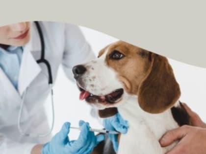 Вакцинация домашних животных: ключ к предотвращению бешенства