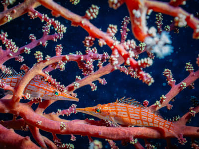 Two longnose hawkfish resting in the branches of a red gorgonian sea fan