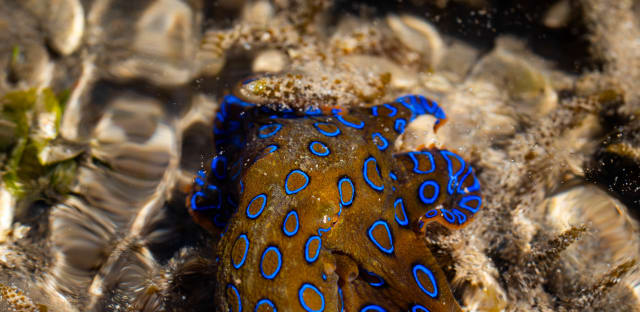 A small brown octopus covered in vivid blue rings crawls over pale sand and shell fragments beneath shallow, rippling water.