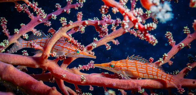 Two longnose hawkfish resting in the branches of a red gorgonian sea fan