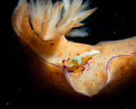 Wildlife photograph (underwater) from Bali, Indonesia
