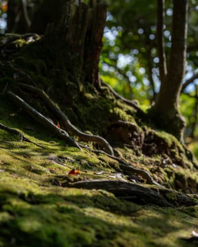 Landscape photograph (topsides) from Honshu, Japan