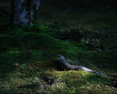 Landscape photograph (topsides) from Honshu, Japan