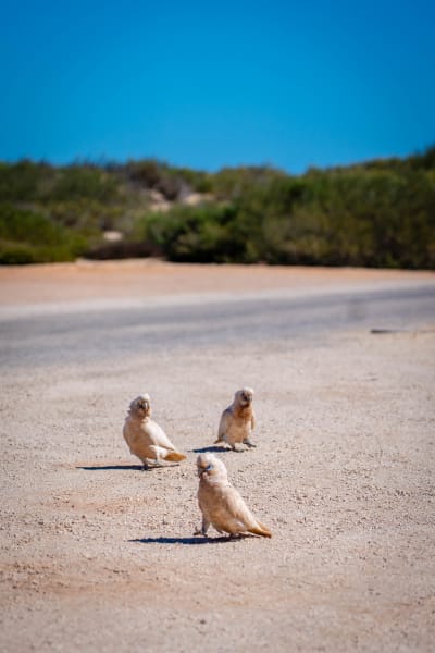 Three pale cockatoos standing on a dusty pink dirt road with green shrubs and blue sky in the background.
