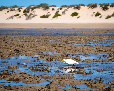 A white egret with a yellow bill wades through shallow tidal pools on a muddy reef flat, with sandy dunes dotted with green shrubs in the background under a blue sky.