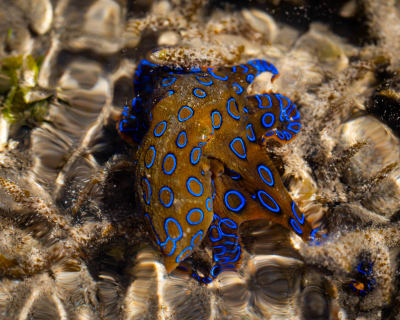 A small brown octopus covered in vivid blue rings crawls over pale sand and shell fragments beneath shallow, rippling water.