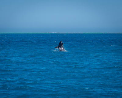 A whale breaching out of deep blue ocean water under a clear sky, with a thin line of white waves breaking on a distant reef at the horizon.