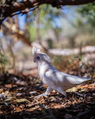 A white cockatoo with a small crest and blue skin around its eye stands on brown fallen leaves under blurred tree branches.