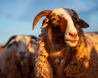 Close-up of a brown-and-white horned sheep in golden sunlight, with a second sheep blurred in the background under a blue sky.