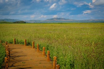 Wildlife photograph (topsides) from Inner Mongolia