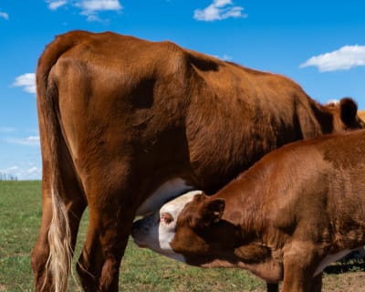 Wildlife photograph (topsides) from Inner Mongolia