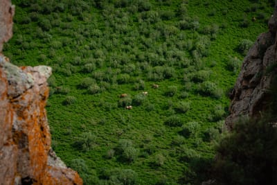 Wildlife photograph (topsides) from Inner Mongolia