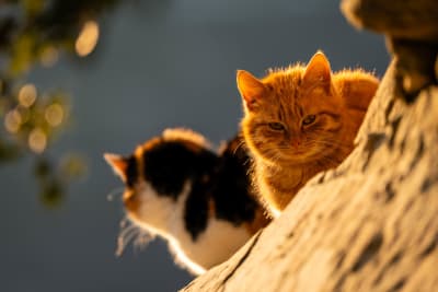 Wildlife photograph (topsides) from Greece