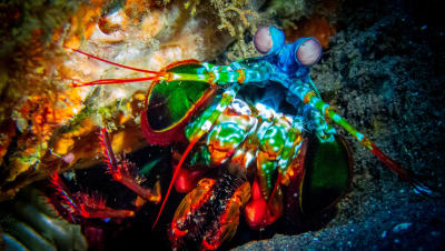 Wildlife photograph (underwater) from Ningaloo Reef, Australia