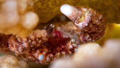 Wildlife photograph (underwater) from Miyakojima, Japan
