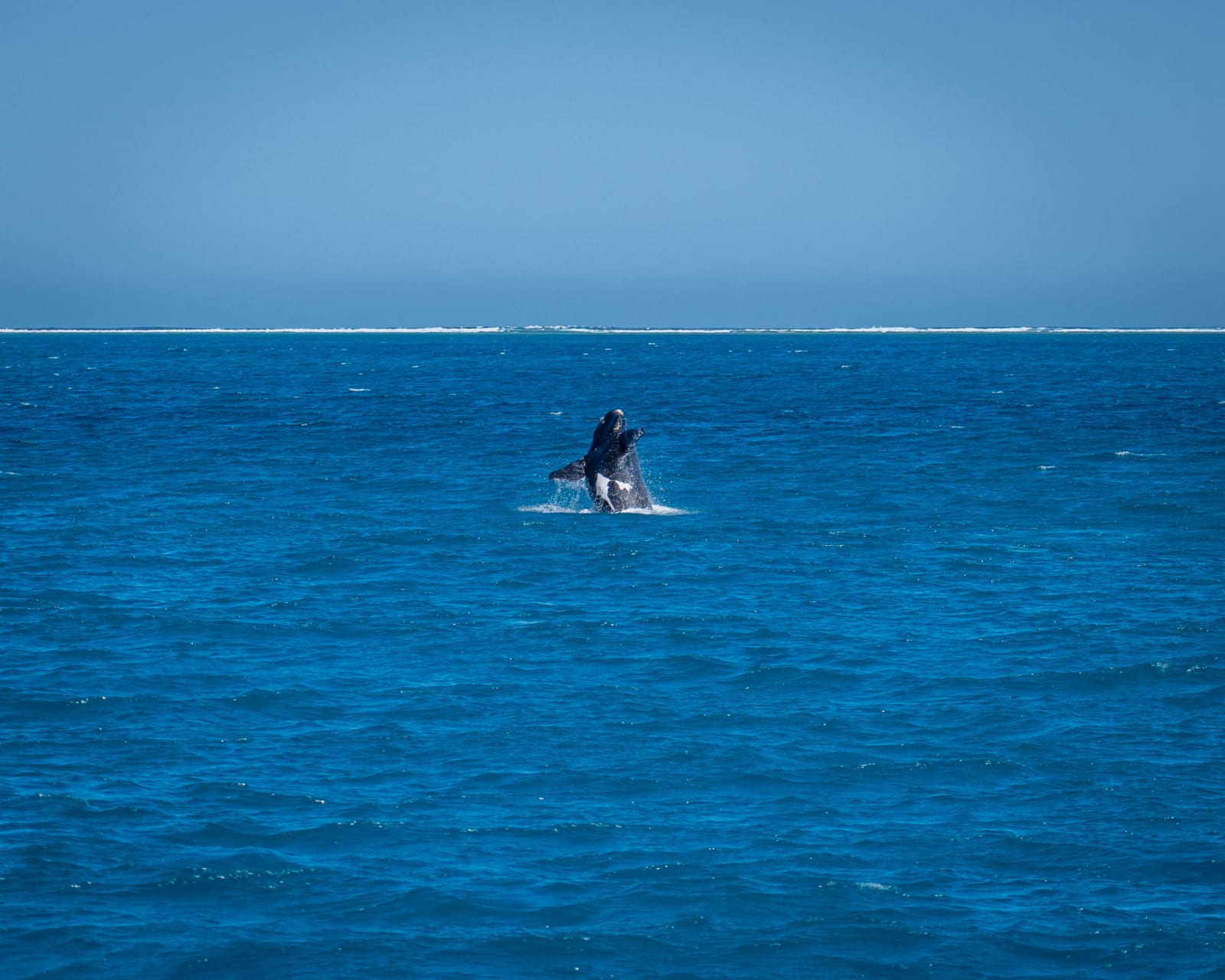 A whale breaching out of deep blue ocean water under a clear sky, with a thin line of white waves breaking on a distant reef at the horizon.