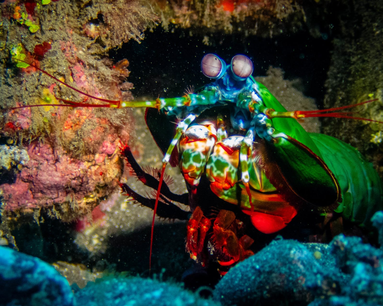 Bali reef: underwater wildlife photograph from Indonesia