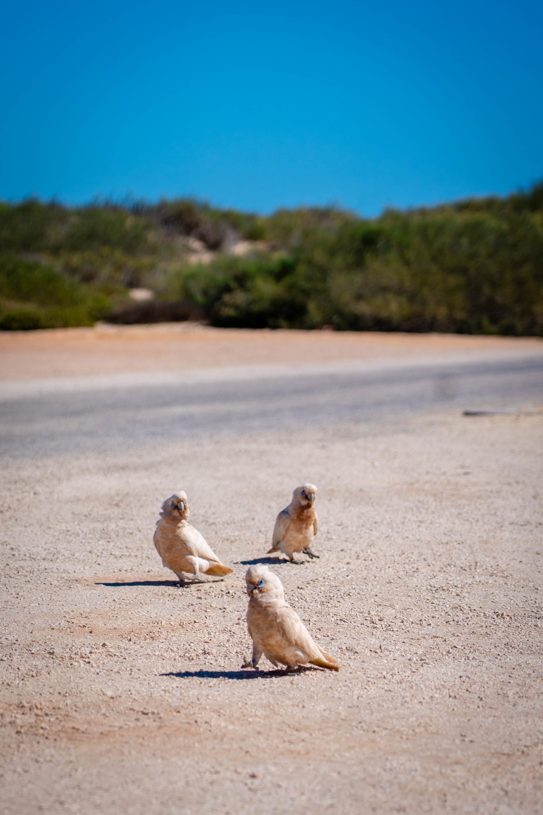 Three pale cockatoos standing on a dusty pink dirt road with green shrubs and blue sky in the background.