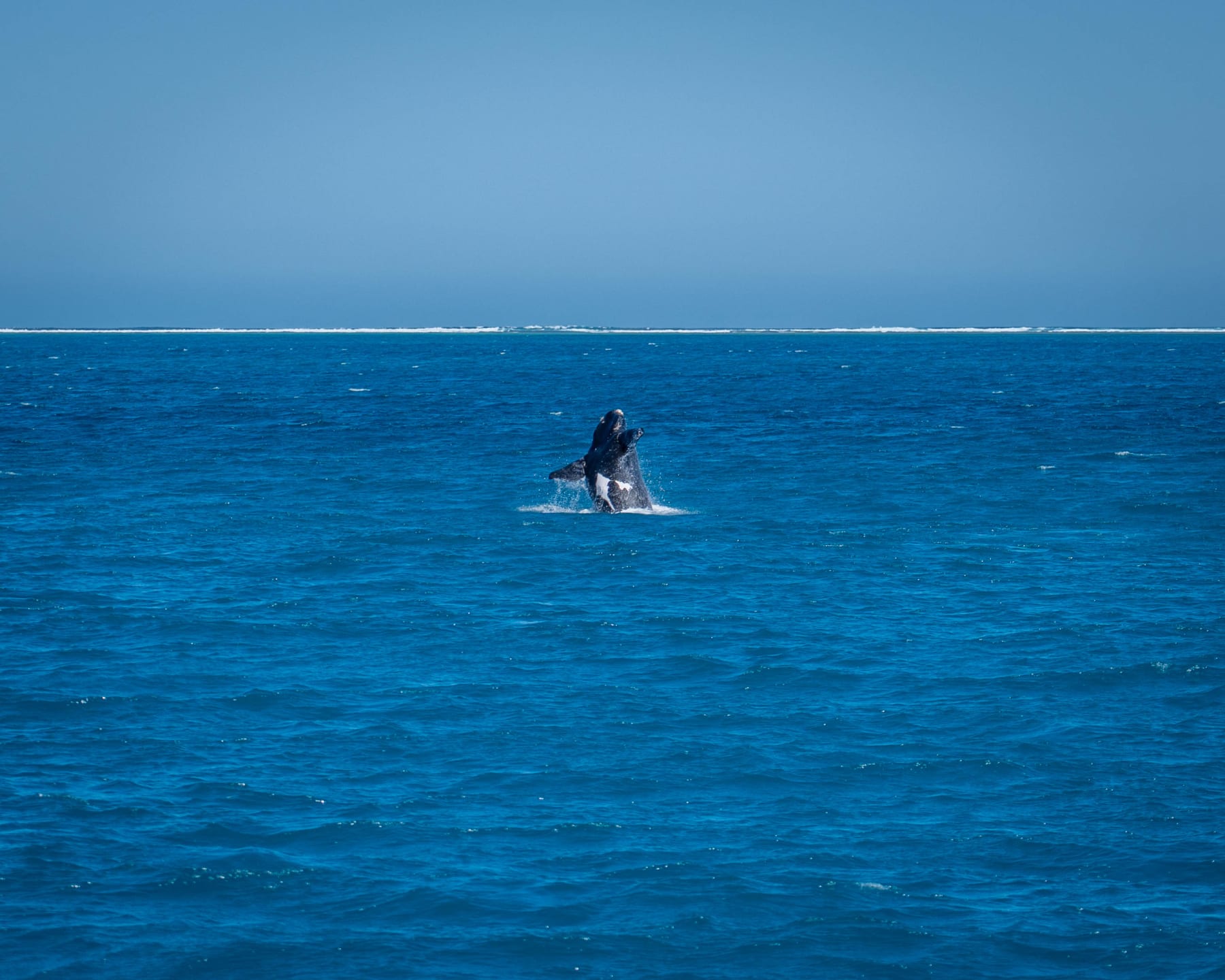 A whale breaching out of deep blue ocean water under a clear sky, with a thin line of white waves breaking on a distant reef at the horizon.
