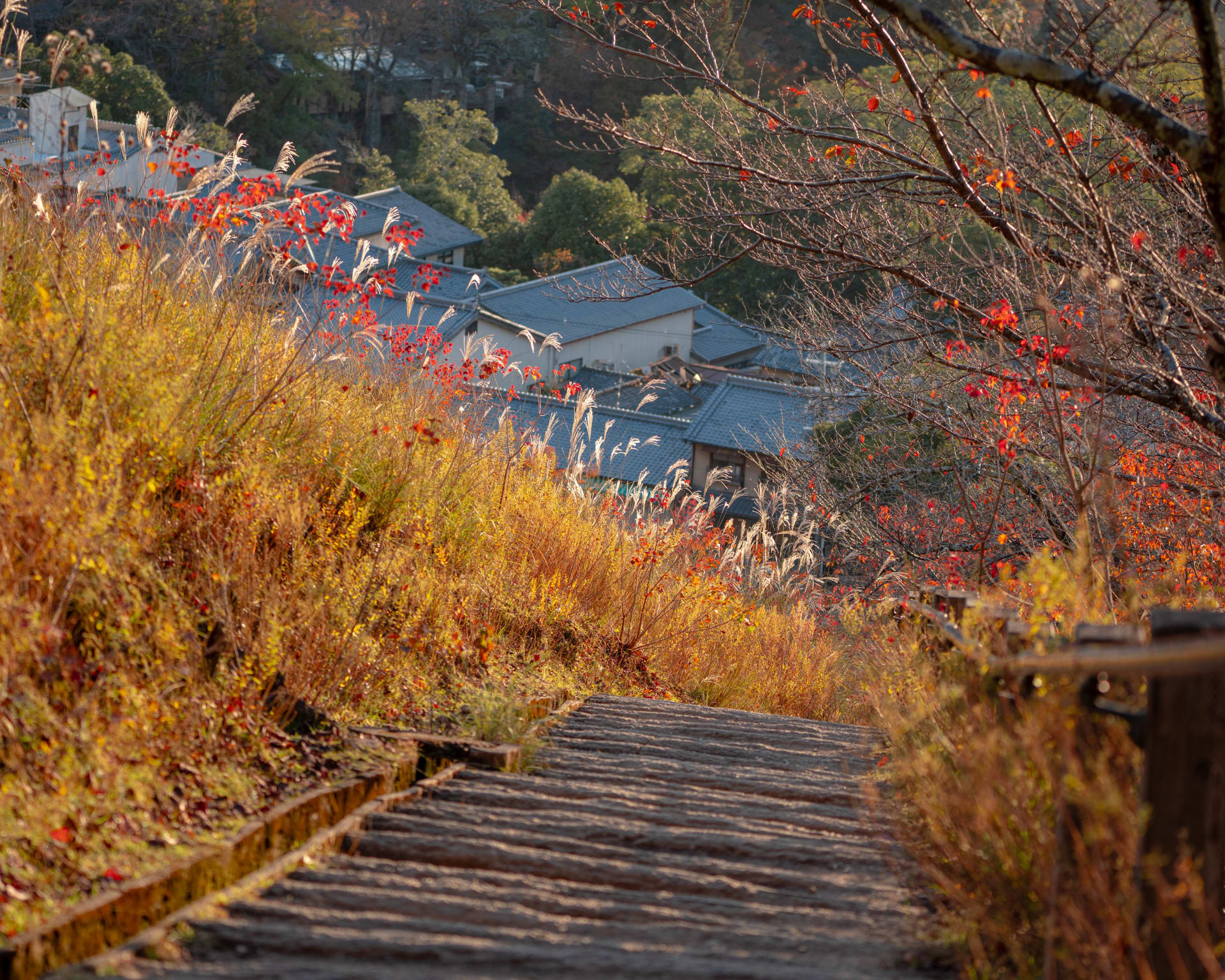 Autumn: landscape photograph from Honshu, Japan