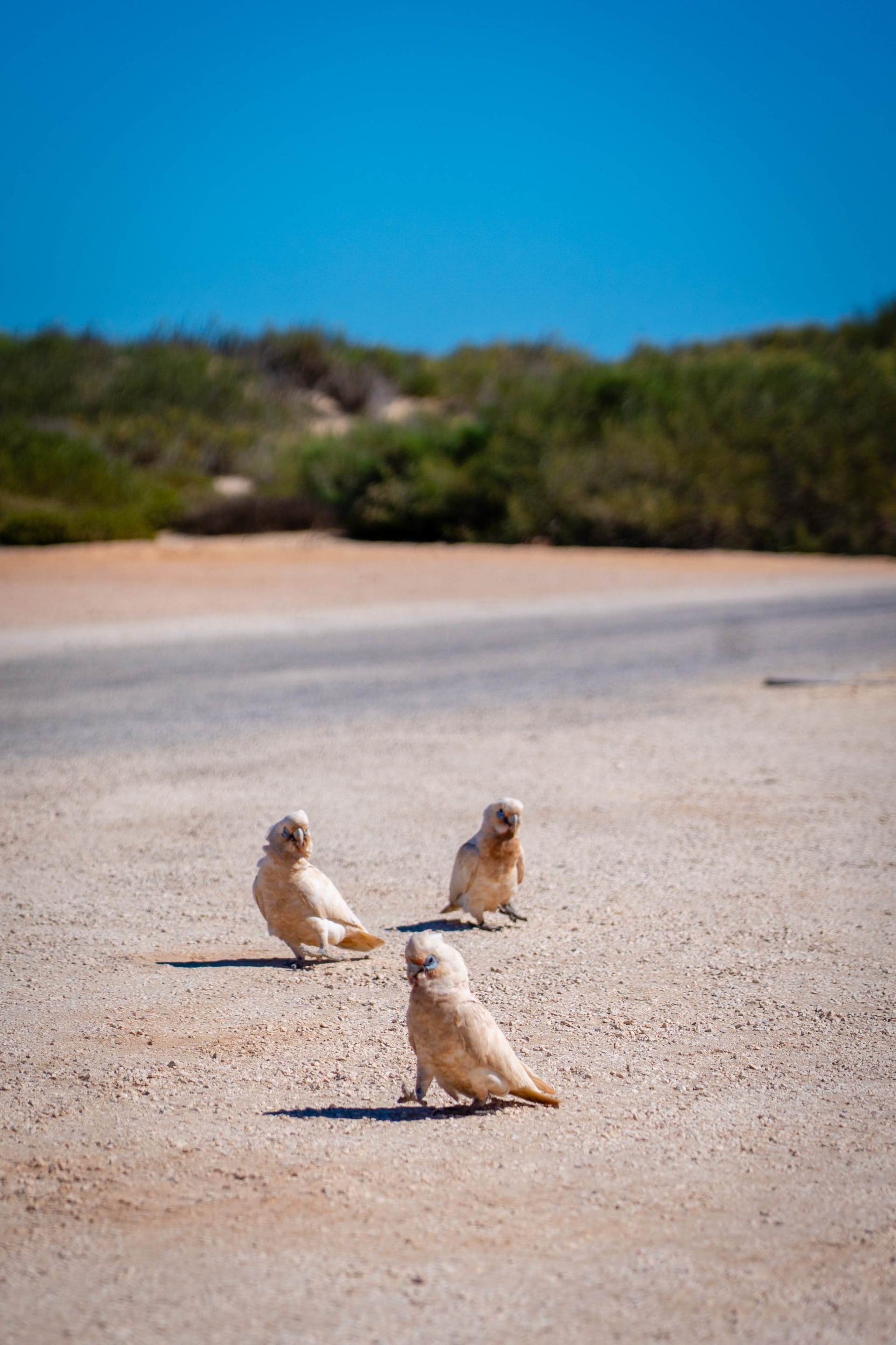 Three pale cockatoos standing on a dusty pink dirt road with green shrubs and blue sky in the background.