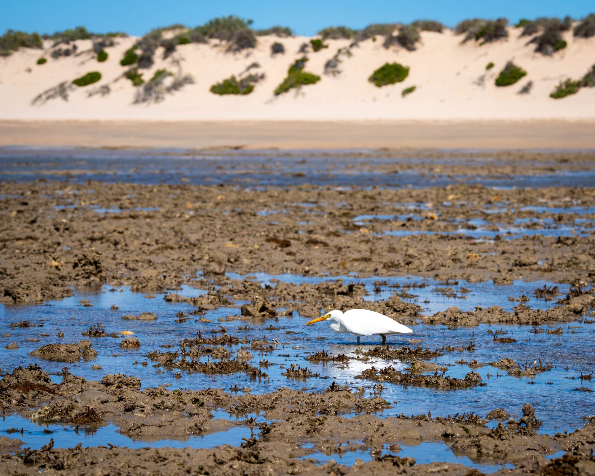 A white egret with a yellow bill wades through shallow tidal pools on a muddy reef flat, with sandy dunes dotted with green shrubs in the background under a blue sky.