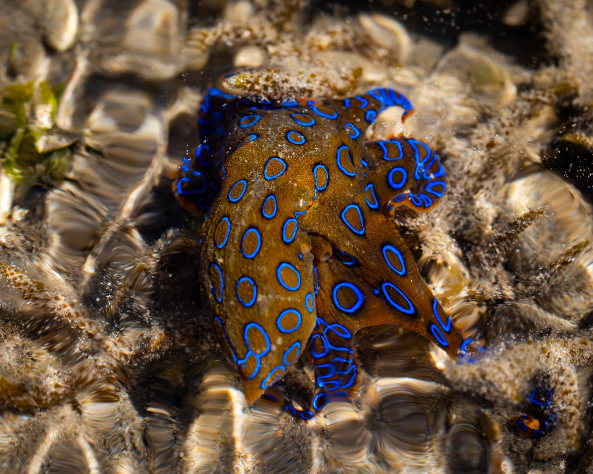 A small brown octopus covered in vivid blue rings crawls over pale sand and shell fragments beneath shallow, rippling water.
