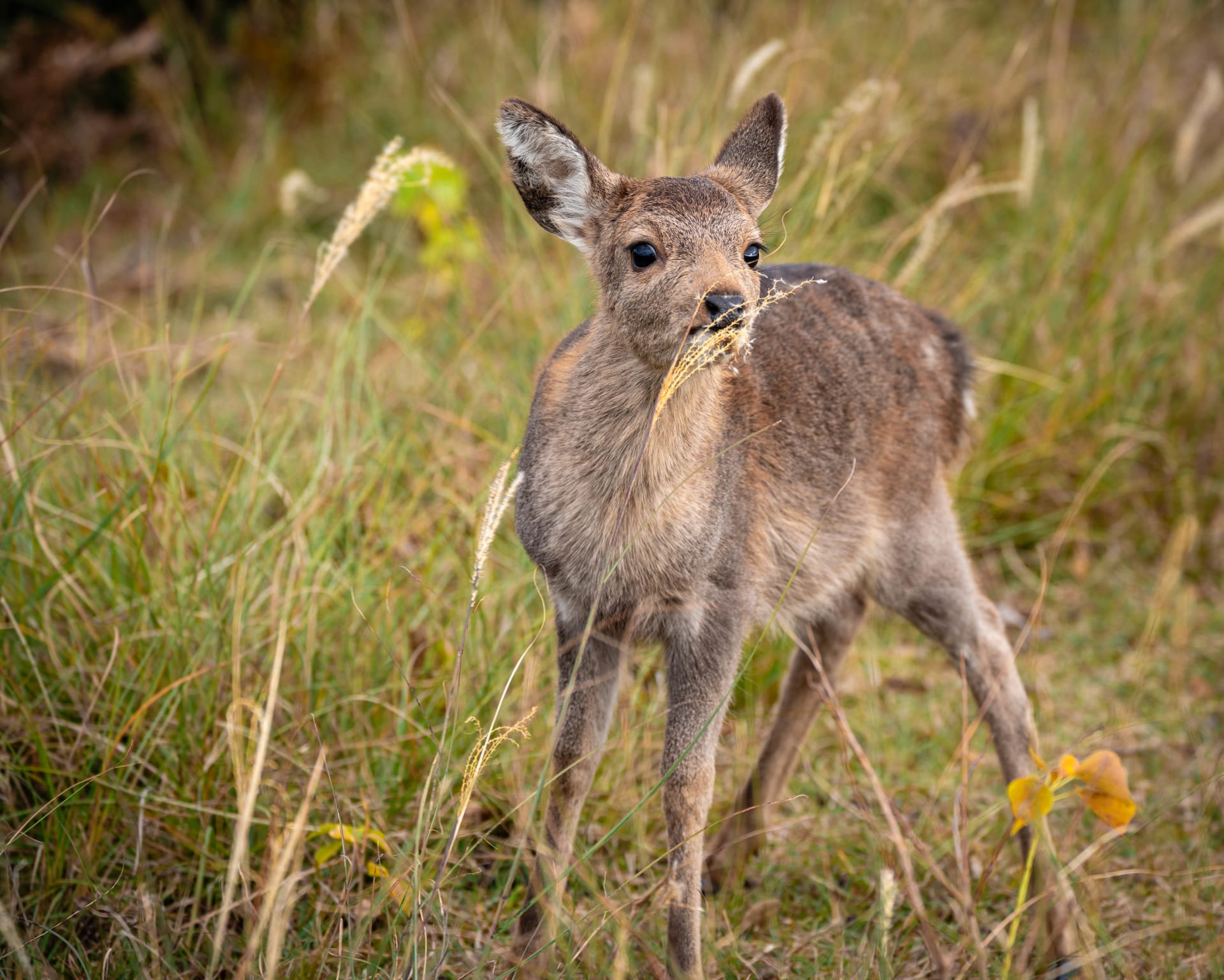 Wildlife photograph from Japan