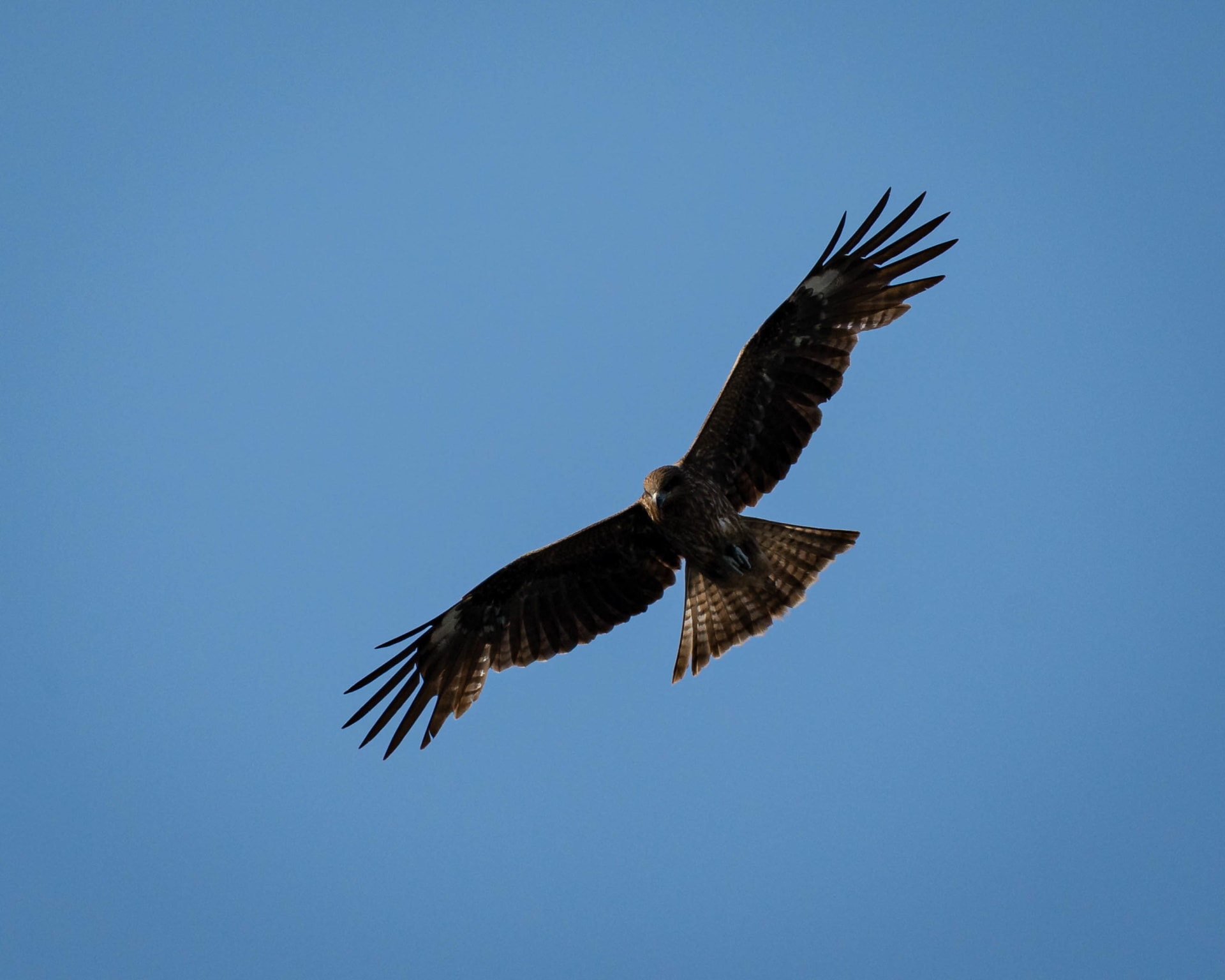 Wildlife photograph from Japan