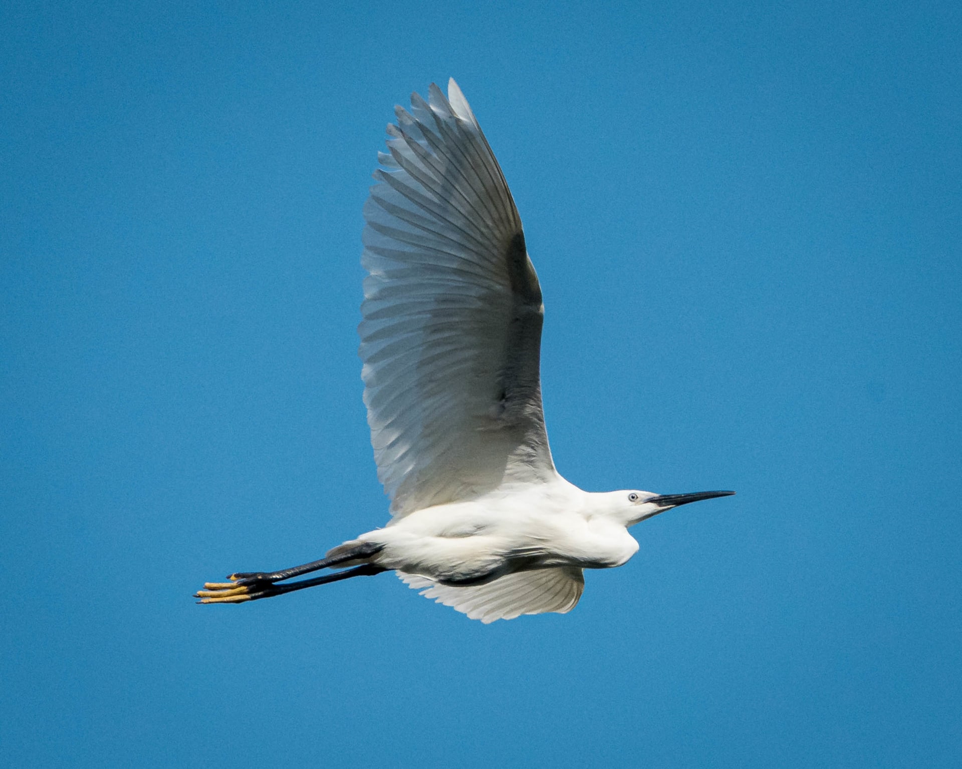 Wildlife photograph from Japan