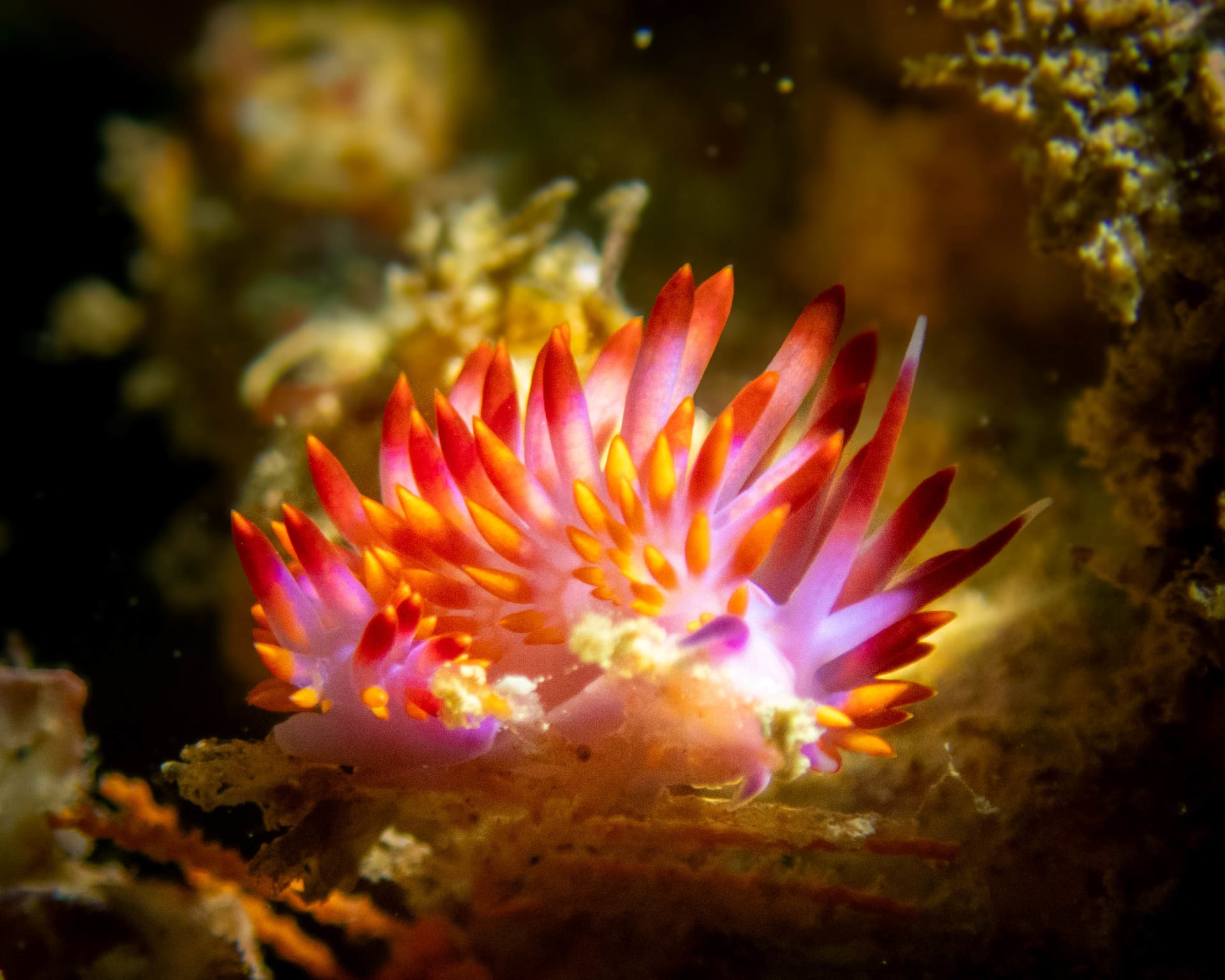 Underwater wildlife photograph from Ningaloo Reef, Australia