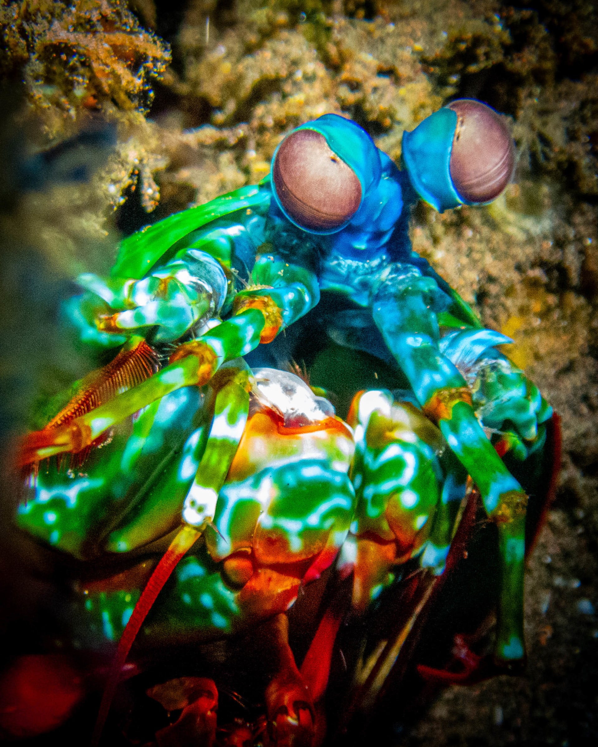 Underwater wildlife photograph from Ningaloo Reef, Australia