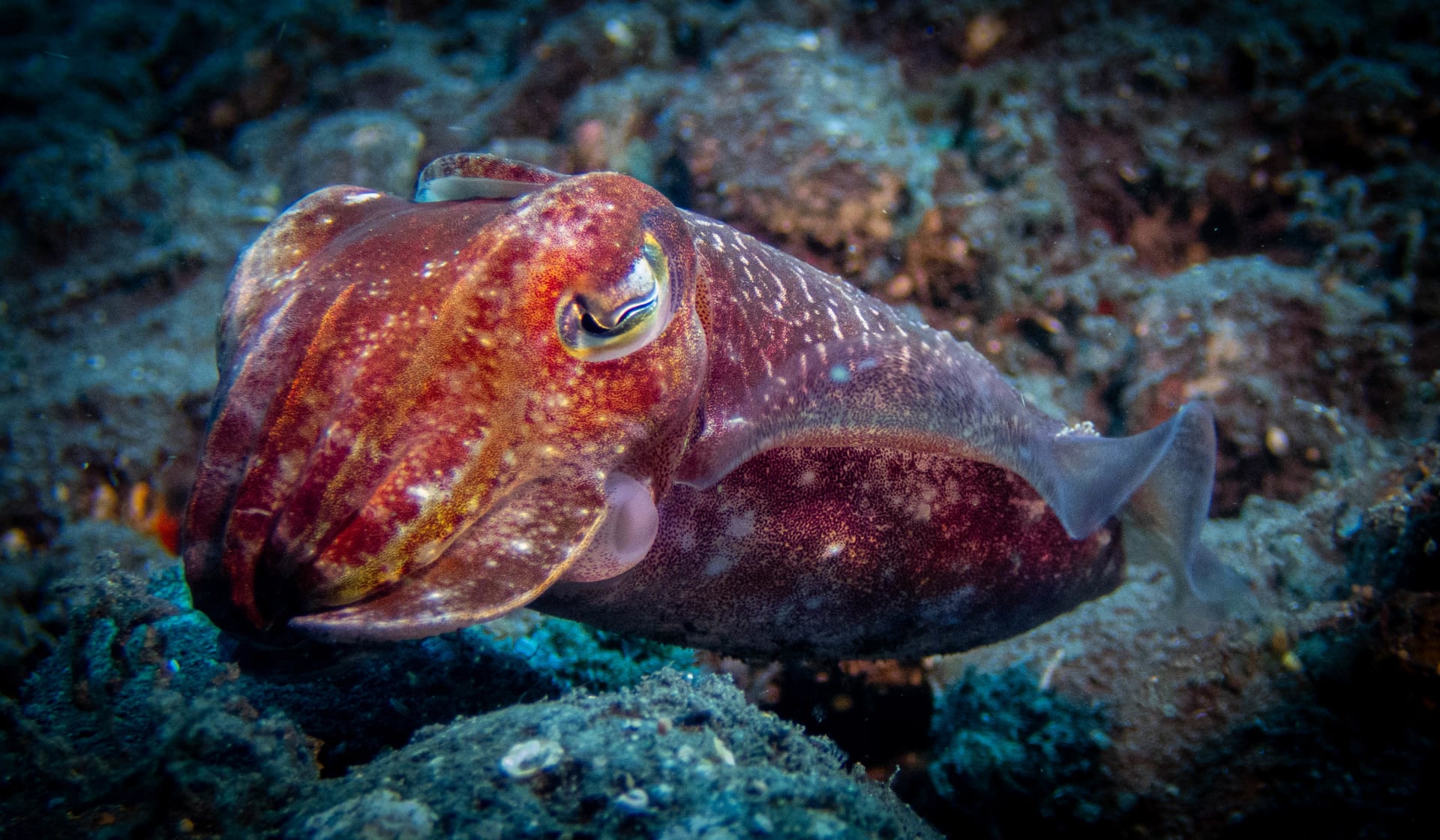 Bali reef: underwater wildlife photograph from Indonesia