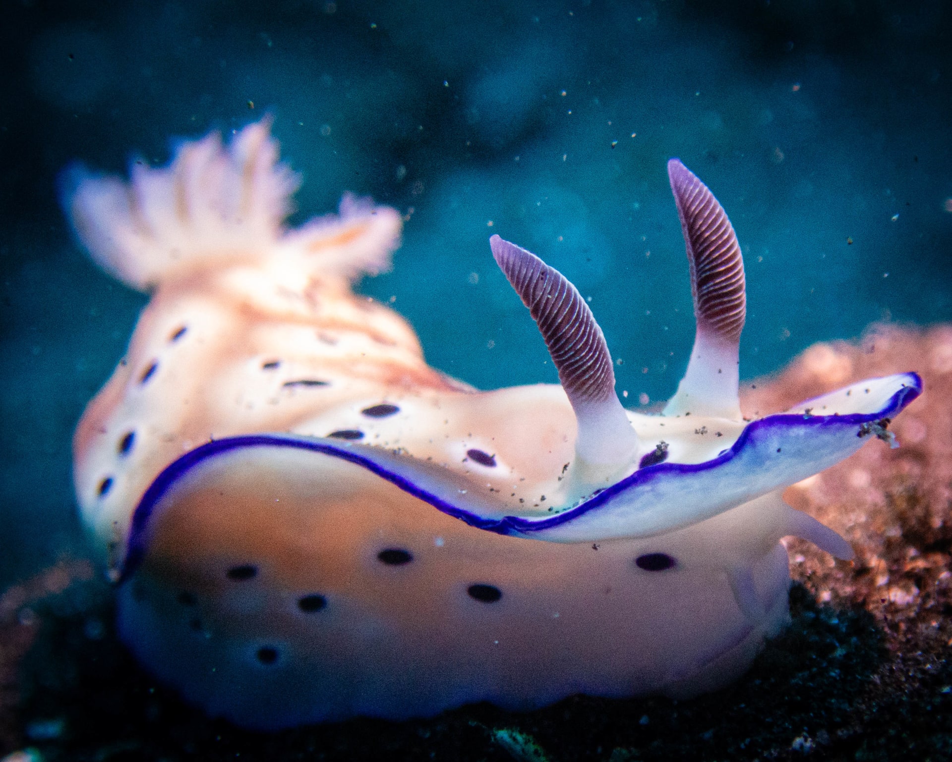 Bali reef: underwater wildlife photograph from Indonesia