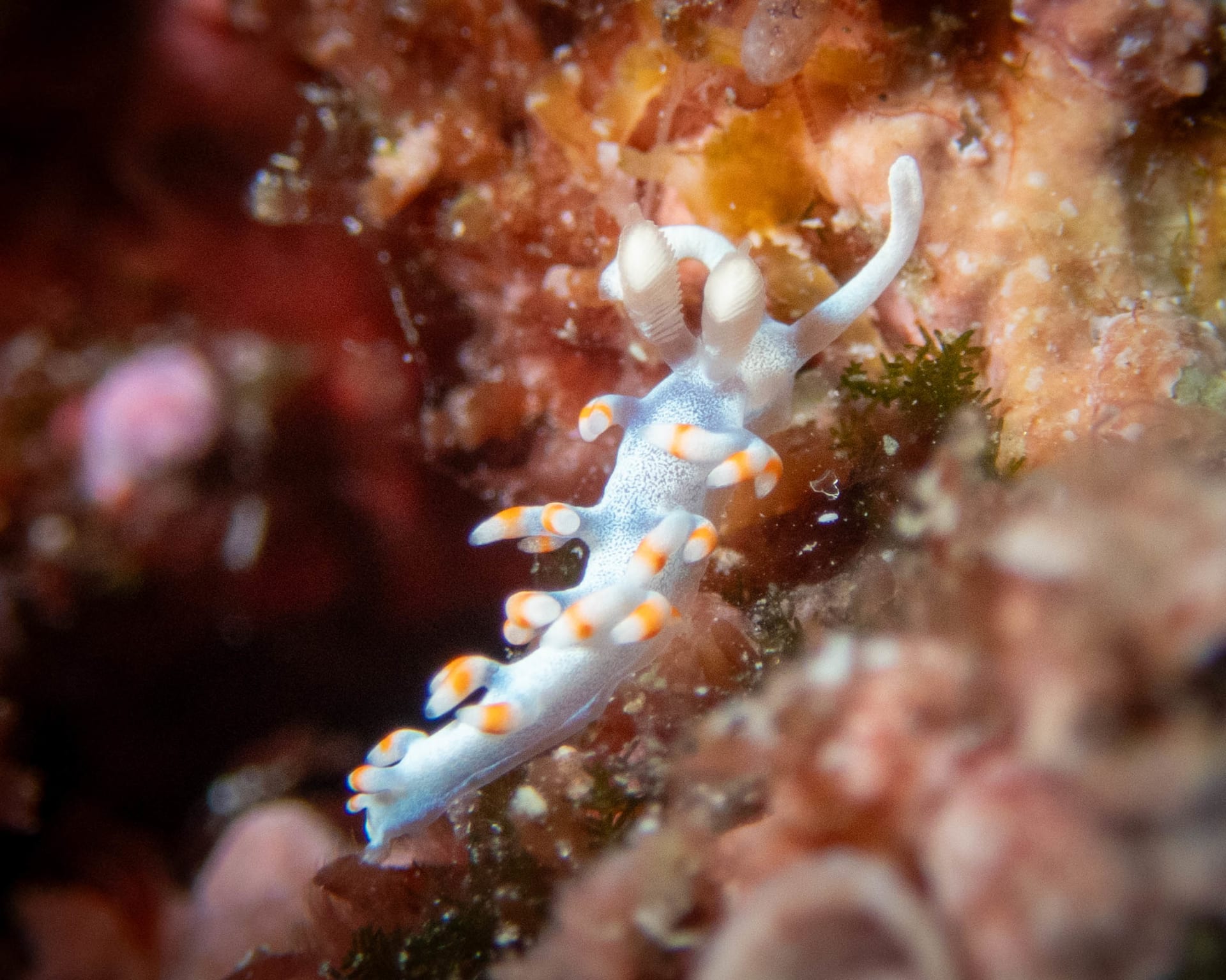Underwater wildlife photograph from Miyakojima, Japan