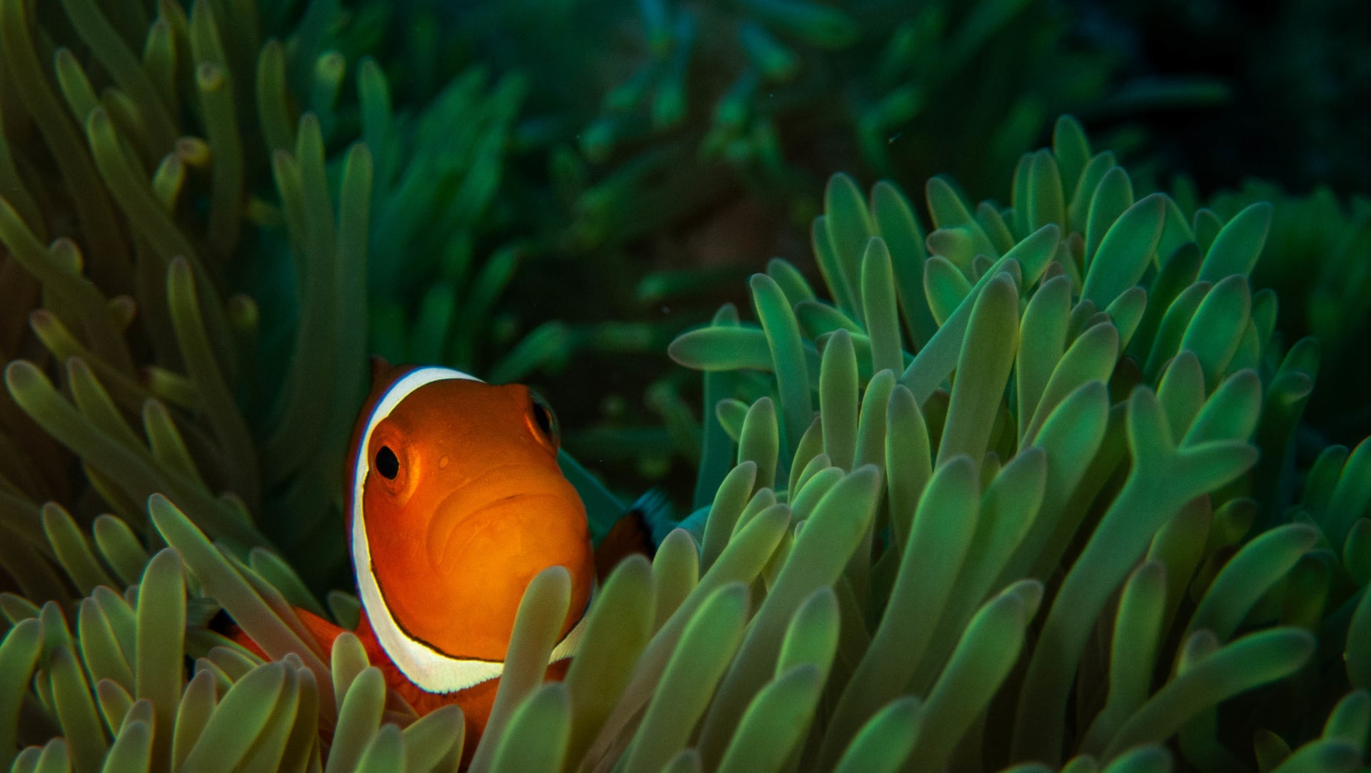 Underwater wildlife photograph from Miyakojima, Japan