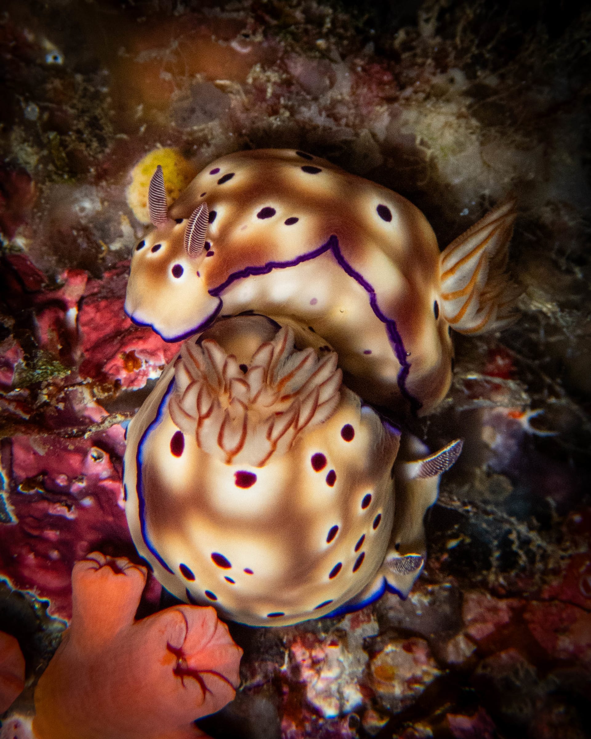 Underwater wildlife photograph from Miyakojima, Japan
