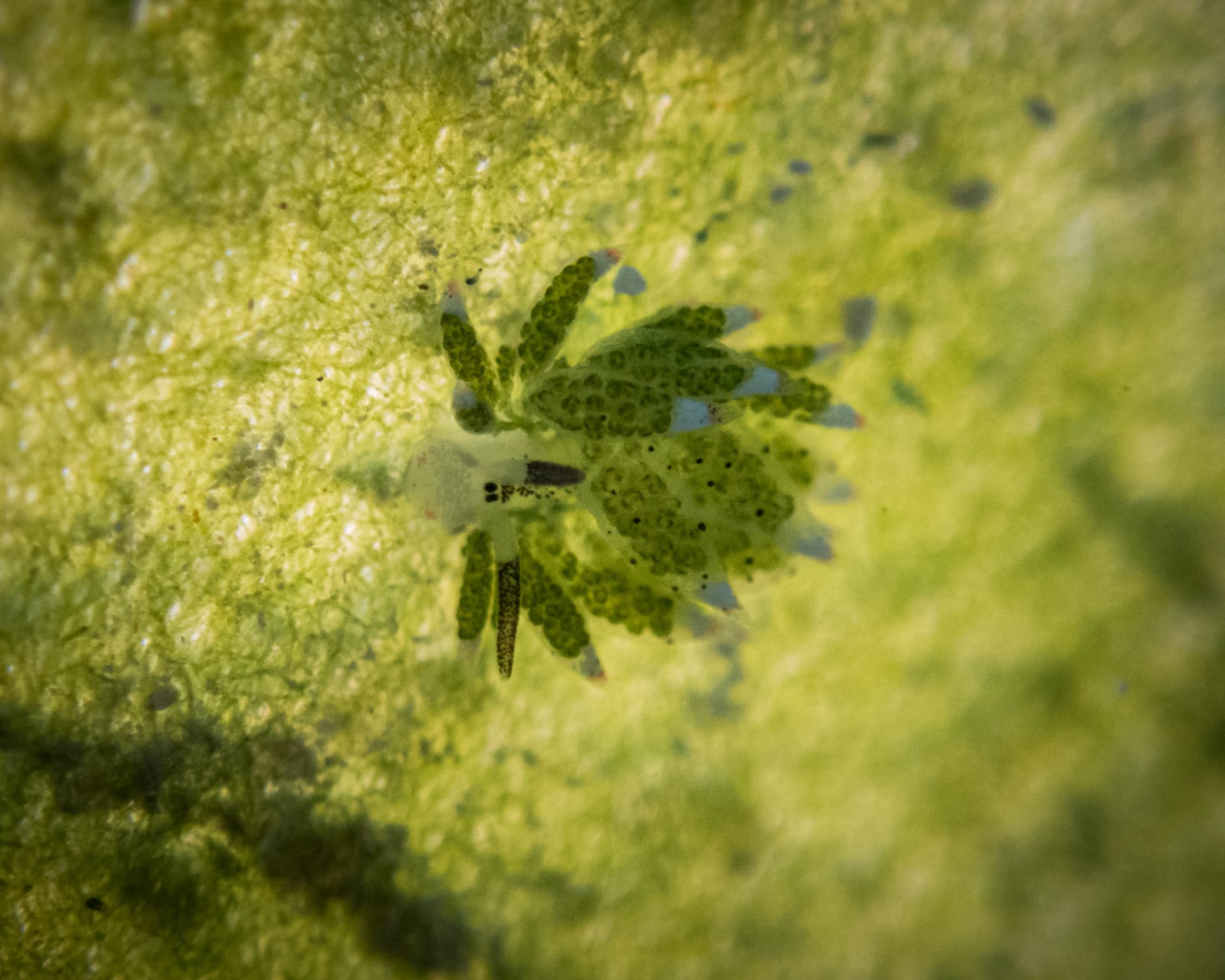 Underwater wildlife photograph from Miyakojima, Japan