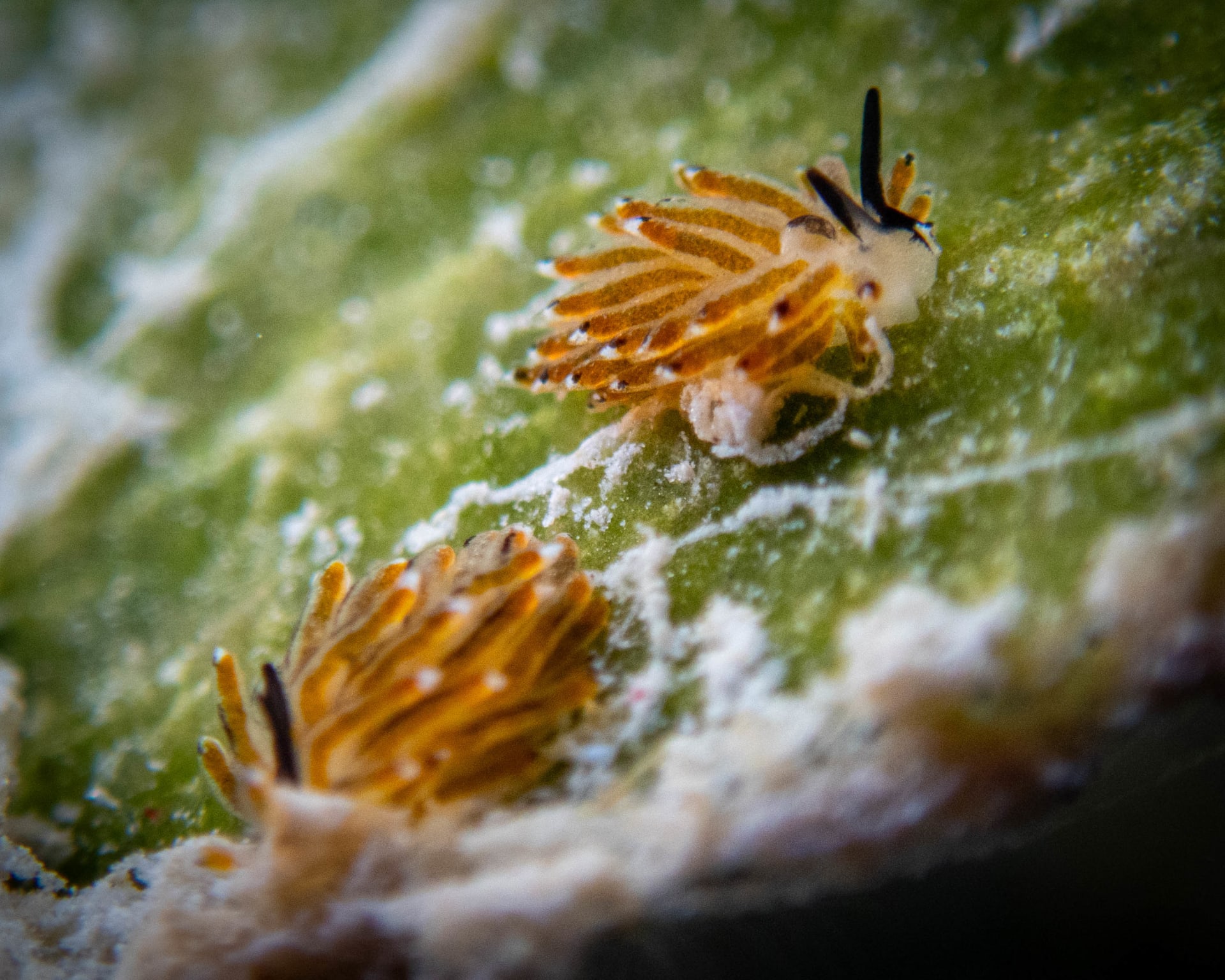 Underwater wildlife photograph from Miyakojima, Japan